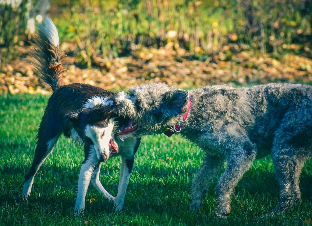 6 Steps To Overcoming Dog Reactivity &&nbsp;Aggression